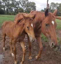 Load image into Gallery viewer, Buy 2 Annual Memberships